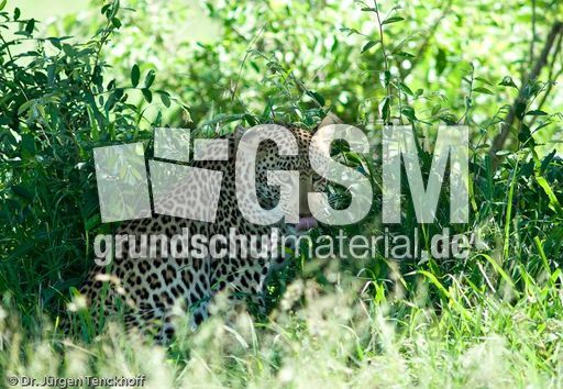 leopard (47 von 60).jpg